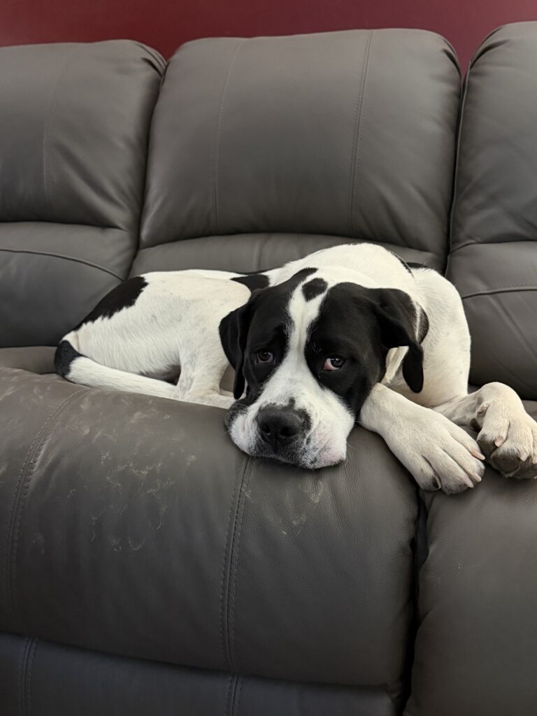 Five Dogs Outfitters About Us bo