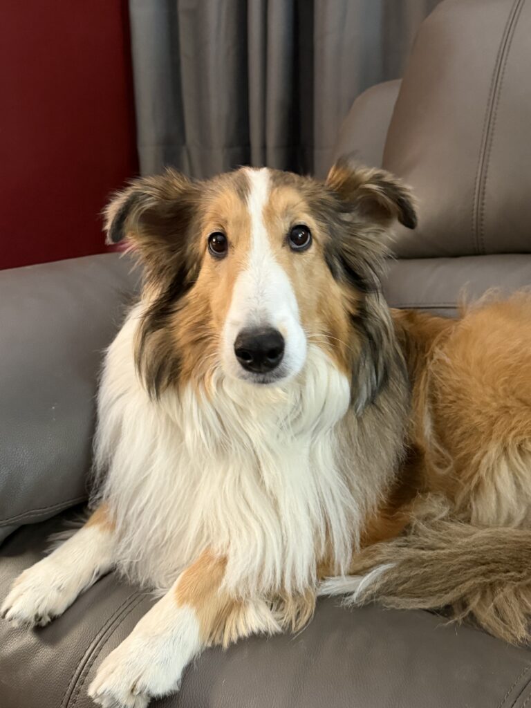 Five Dogs Outfitters About Us charlie