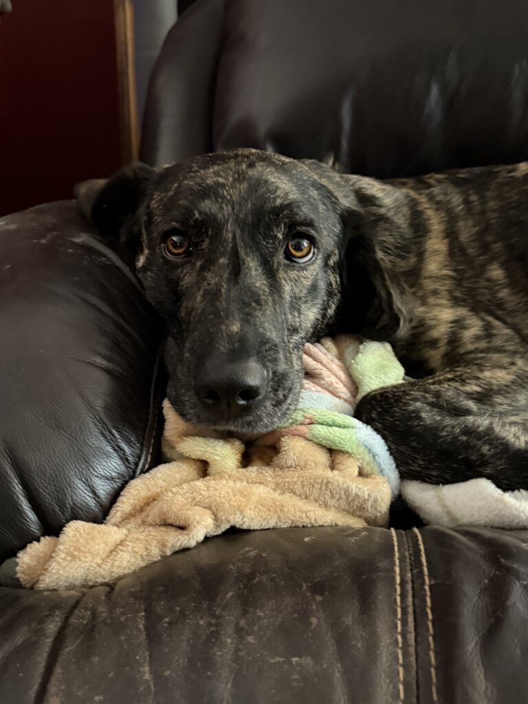 Five Dogs Outfitters About Us lubbs