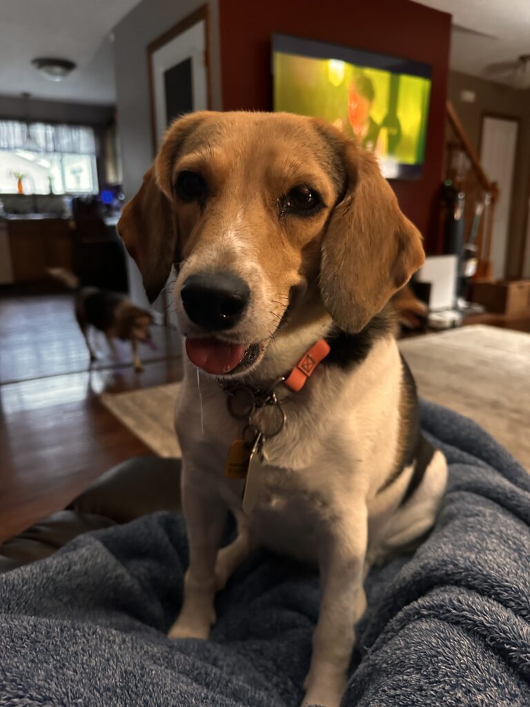 Five Dogs Outfitters About Us nova