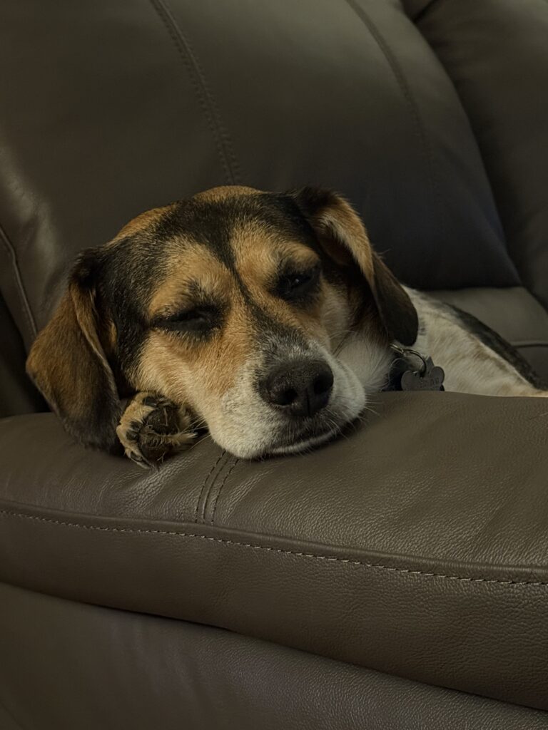 Five Dogs Outfitters About Us piper